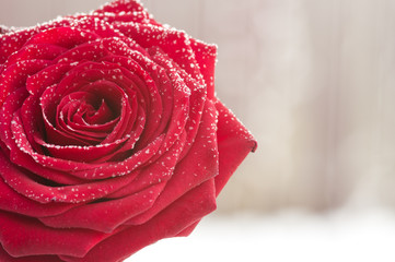 Red rose with snow