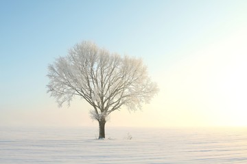 Lonely winter tree in the field during sunrise