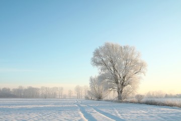 Fototapeta na wymiar Frosty winter tree in the field at sunrise