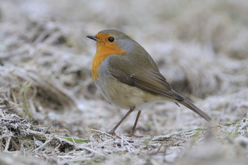 Little red robin on the ground