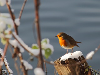 Oiseau chanteur