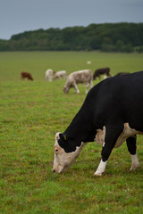 Livestock in the pasture 5