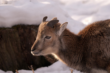 Fototapeta premium Mufflons im Winter