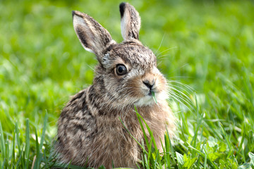 Llittle hare