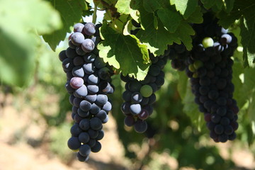 raisin en aout, dans l'aude