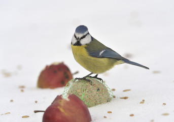 Blue tit on apples