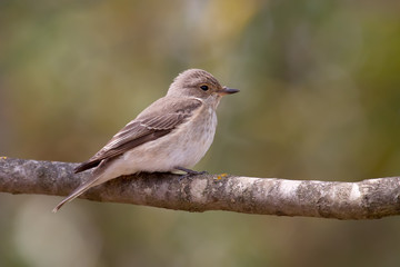 Spotted Flycatcher
