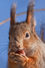 Naklejka na ściany i meble Close-up z jedzenia wiewiórki