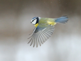 Blue Tit flying over snow background - 28317716
