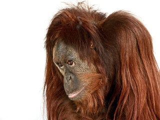Portrait of Orangutan © avs_lt