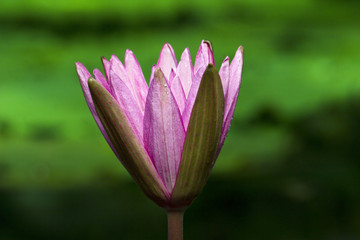 Australian water lily flowering