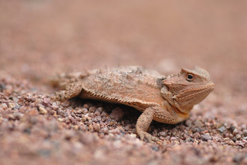 Lizards Of Arizona