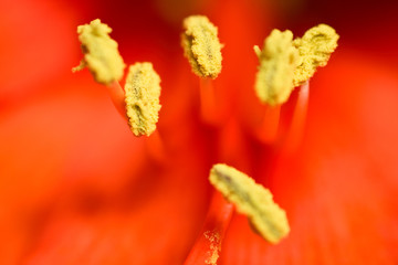 Red flower stamen macro