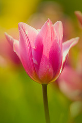 Tulip for background use