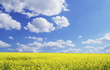 Obraz premium rape field