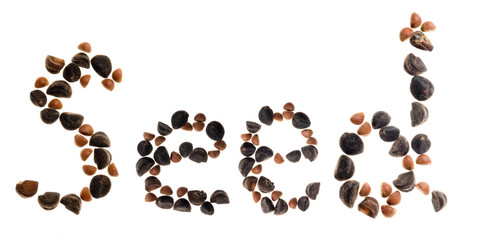 morning glory seed letter d