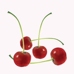 Four appetizing mature cherries on a pink background