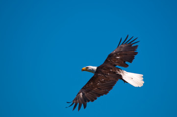 Weisskopfseeadler