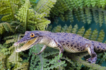 Crocodile in fern thickets