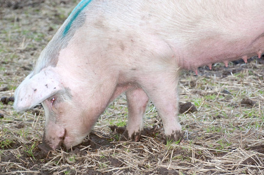 pig digging in field