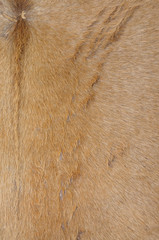 cow-hide from thailand drum