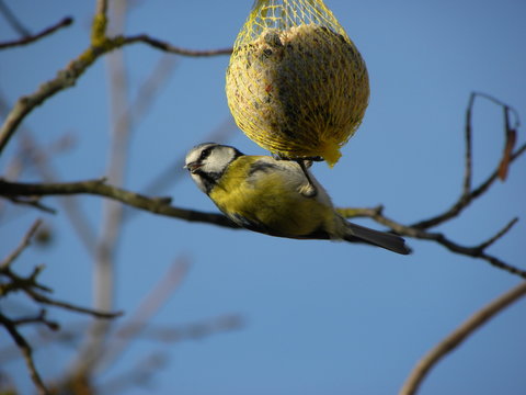 m&eacute;sange boule graisse2