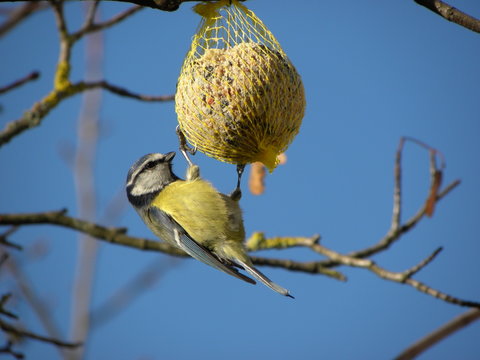 m&eacute;sange boule graisse 3