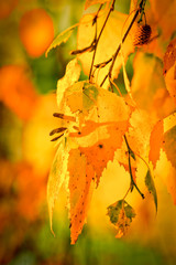 vibrant autumn leaves in golden sunshine