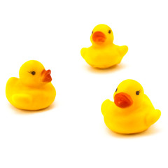rubber duck