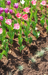 tulips