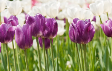 Obraz premium tulips