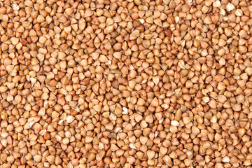 buckwheat;