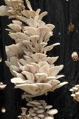 cultures de pleurotes sur substrat vertical
