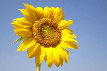 Obraz premium beautiful yellow Sunflower