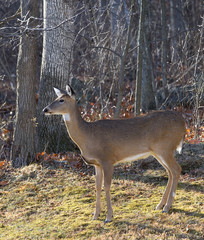 Autumn whitetail doe