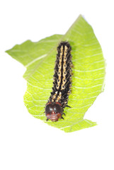 butterfly caterpillar on green leaf