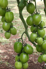 grappe de tomates vertes