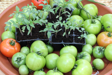 tomates vertes et mûres, plants en godets