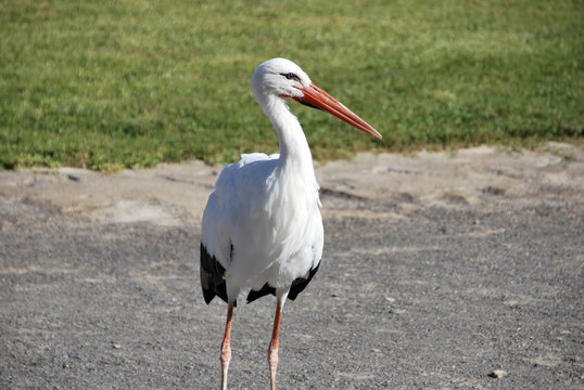 Stork standing