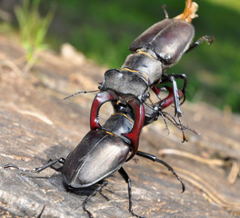 beetles combat