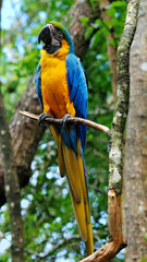ara ararauna