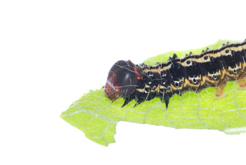 butterfly caterpillar on green leaf