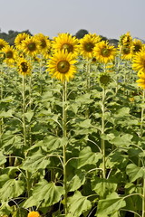 sun flower in the garden