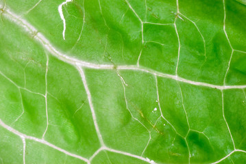 green vegetable lettuce leaf texture