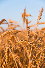 Ears of wheat