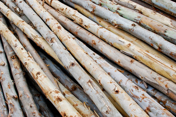 pile of wood in logs storage