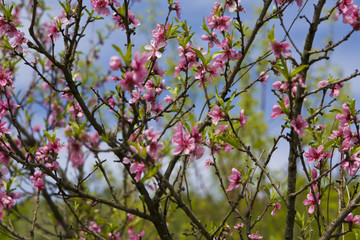 Branches of pink cherry tree in blossom