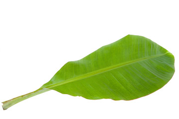 Fresh Green Banana Leaf Isolated