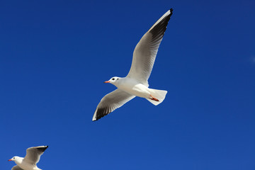 Obraz premium Möwe - Seagull 20