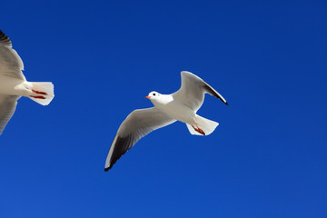 Möwe - Seagull 21